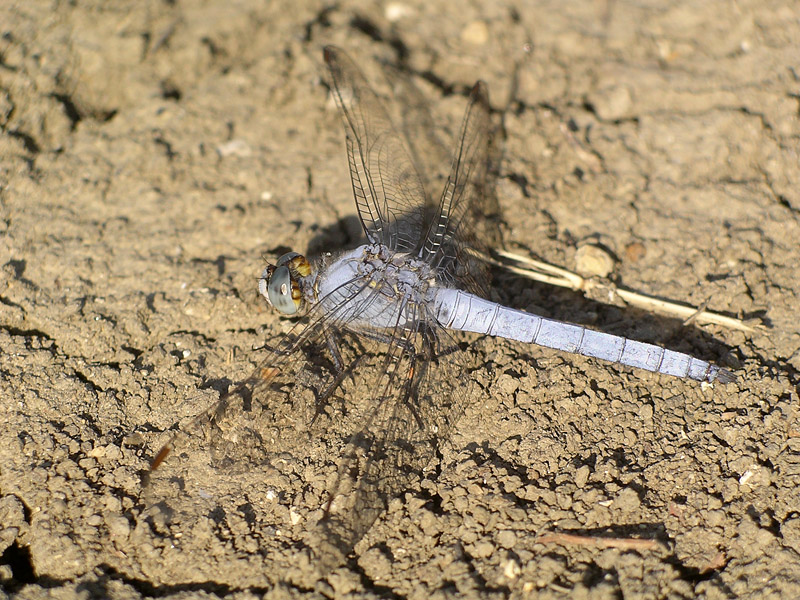 Orthetrum brunneum